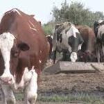 Bird Flu Detected in South Dakota Dairy Herd