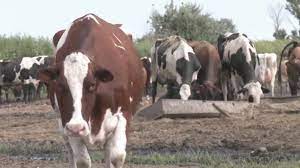 Bird Flu Detected in South Dakota Dairy Herd
