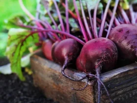 Unlocking the Secret Health Powers of Beetroot: A Comprehensive Guide