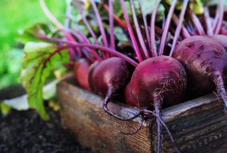 Unlocking the Secret Health Powers of Beetroot: A Comprehensive Guide