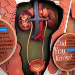 Essential Practices for Kidney Health: What to Avoid to Protect Your Kidneys