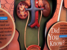 Essential Practices for Kidney Health: What to Avoid to Protect Your Kidneys