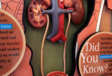 Essential Practices for Kidney Health: What to Avoid to Protect Your Kidneys