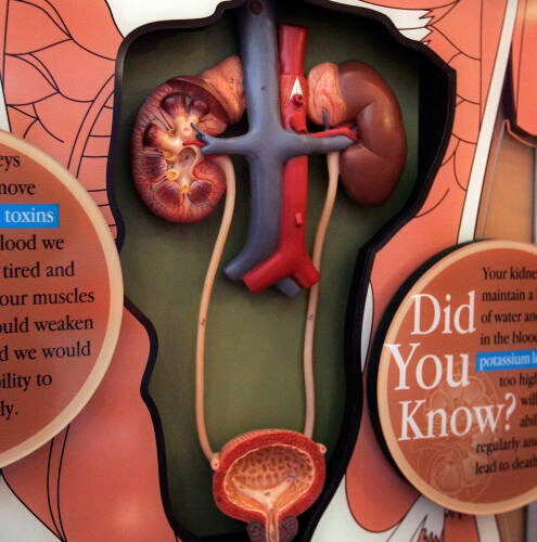 Essential Practices for Kidney Health: What to Avoid to Protect Your Kidneys