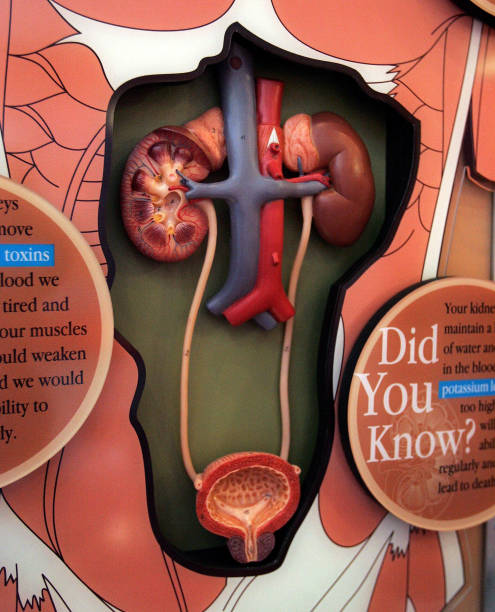 Essential Practices for Kidney Health: What to Avoid to Protect Your Kidneys