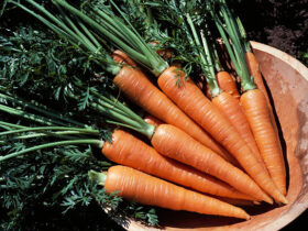 How to Store Carrots for Maximum Freshness