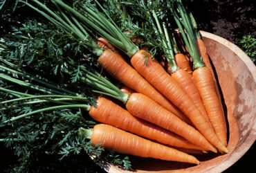 How to Store Carrots for Maximum Freshness